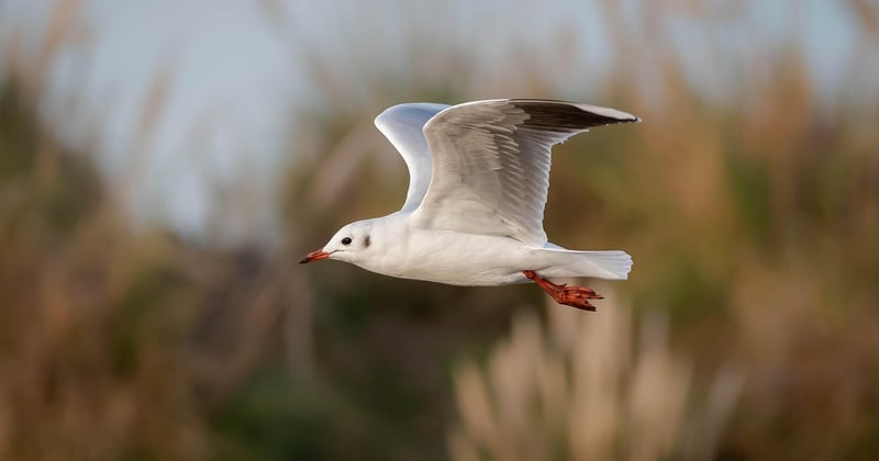 Observer les oiseaux en camping débutant : le guide simple pour s'y mettre