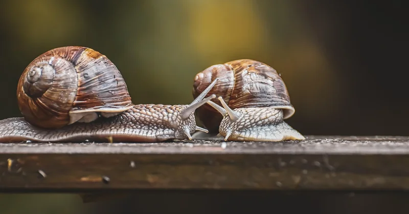 La liste des réserves naturelles en France : un inventaire impressionnant