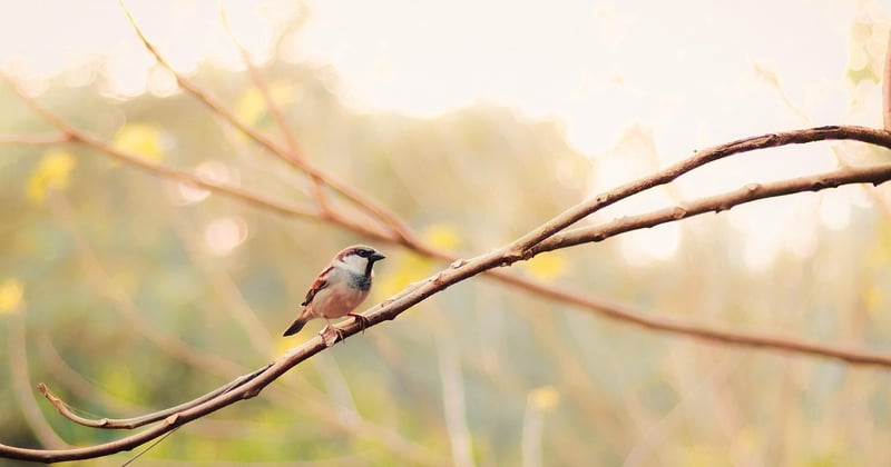 L'observation des oiseaux en plein air : le guide complet pour débuter