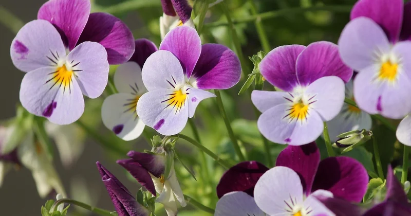 Quelles activités de plein air faire dans son jardin quand on ne veut pas prendre la voiture